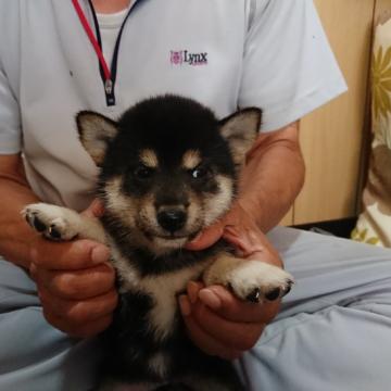 柴犬(標準サイズ)【大分県・女の子・2022年7月1日・黒】の写真「とても元気な黒柴の女の子です。」