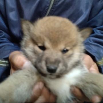 柴犬(標準サイズ)【大分県・女の子・2022年10月15日・赤】の写真「赤柴のかわいい、おっとりとした女の子です」