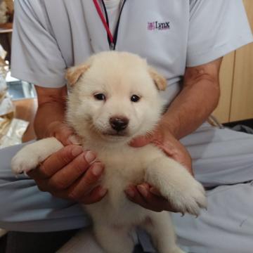 柴犬(標準サイズ)【大分県・男の子・2022年7月3日・白】の写真「丸々とした白柴の元気な男の子です。」