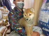 柴犬(標準サイズ)【大分県・男の子・2022年2月10日・赤】の写真2