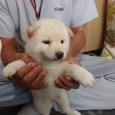 柴犬(標準サイズ)【大分県・男の子・2022年7月3日・白】の写真2