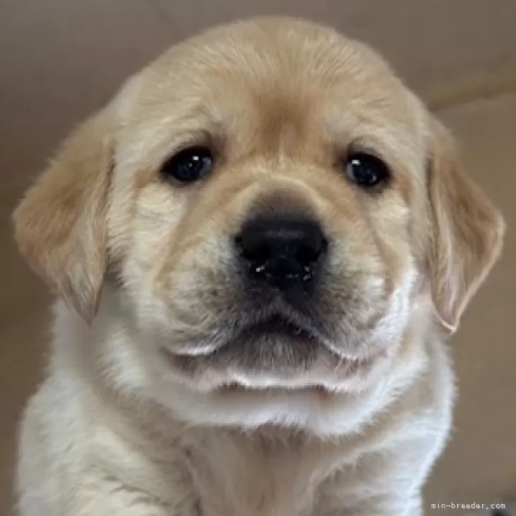 あーちゃん 様のお迎えした子犬