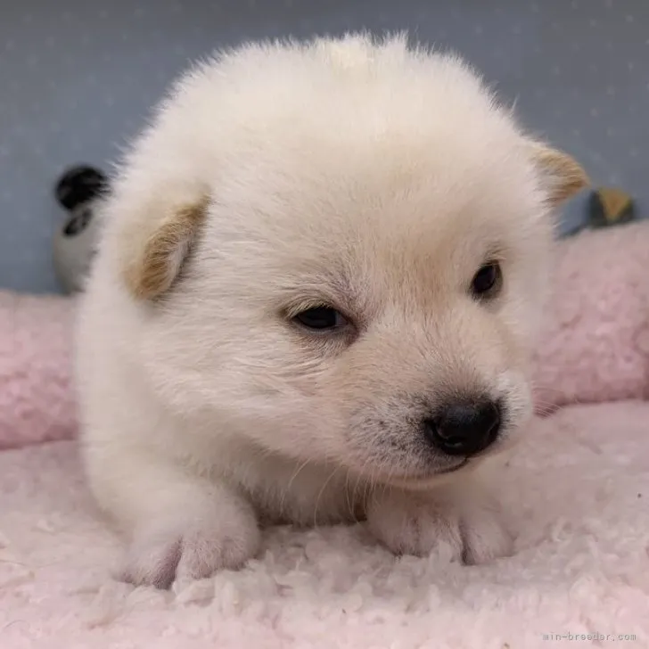 プー 様のお迎えした子犬