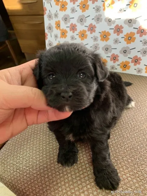 あ 様のお迎えした子犬