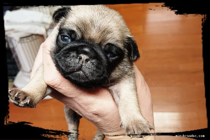 ジョン 様のお迎えした子犬