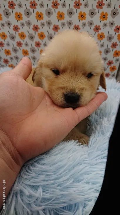 あめあ 様のお迎えした子犬