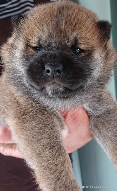 サトル 様のお迎えした子犬