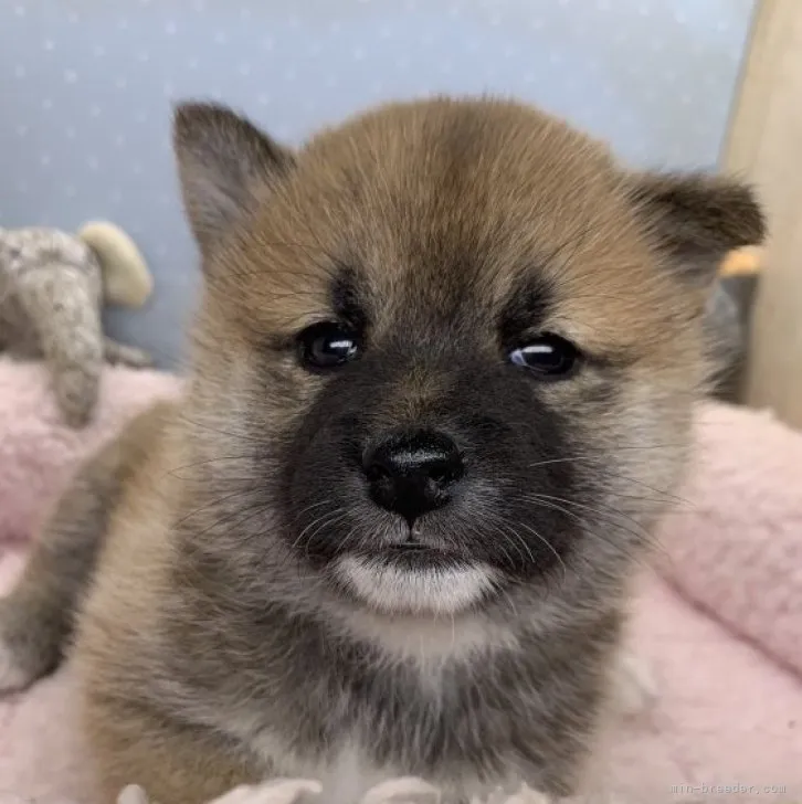 柴犬(標準サイズ)【福島県・女の子・2023年7月18日・赤】の写真1