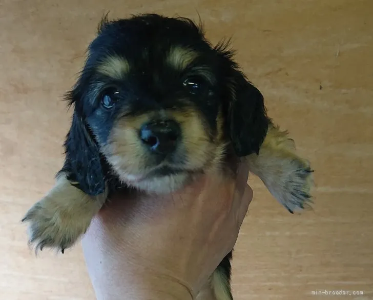 なな 様のお迎えした子犬