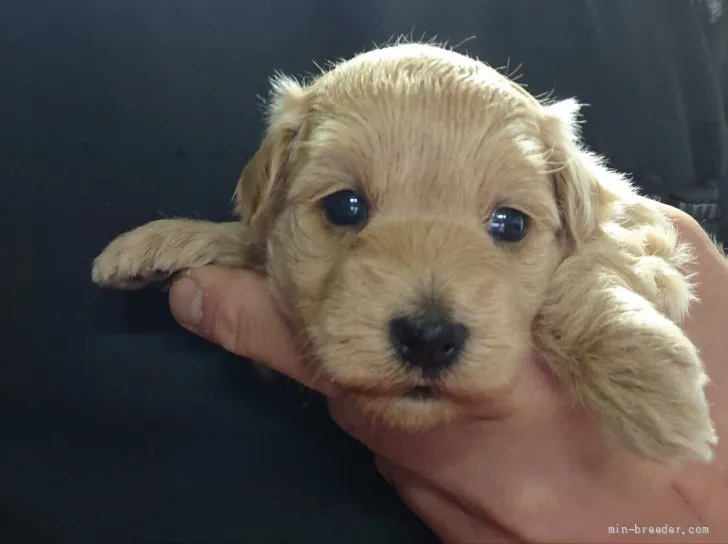 コタミ 様のお迎えした子犬