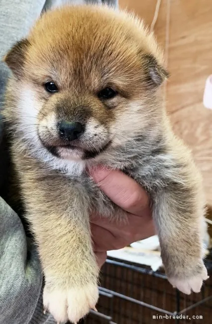 mukku 様のお迎えした子犬