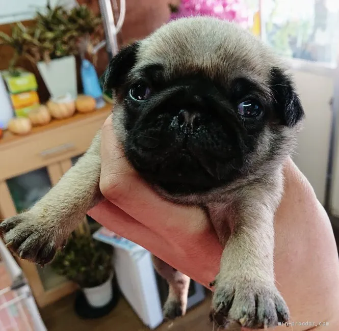 mt 様のお迎えした子犬