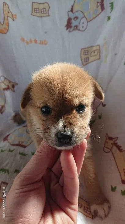 こんちゃん 様のお迎えした子犬