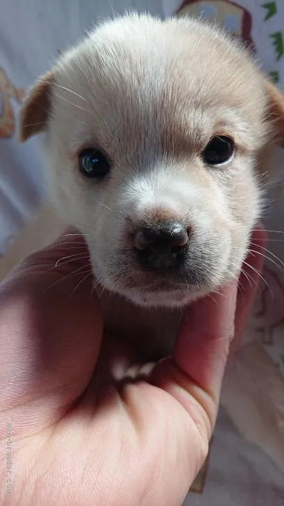 ラテ 様のお迎えした子犬