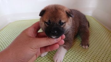 柴犬(標準サイズ)【福島県・女の子・2021年6月12日・赤】の写真「可愛い女の子です。」