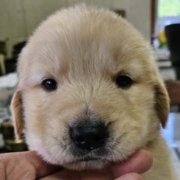 ゴールデンレトリバー【福島県・男の子・2024年7月28日・ゴールデン】の写真「お顔まんまるパパ似🩵9月23日まで募集中！」