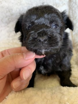 マルチーズ×タイニーサイズプードル【福島県・男の子・2020年10月19日・ブラック】の写真「真っ黒で少し靴下履いてます12/11まで募集中」