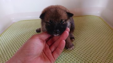 柴犬(標準サイズ)【福島県・男の子・2021年6月12日・赤】の写真「父親が豆柴です」