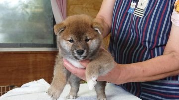 ミックス(豆柴✕柴)【福島県・男の子・2020年7月28日・赤】の写真「パパの豆柴に似て小さい男の子です
１人遊び上手です」