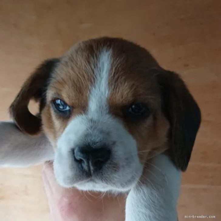 Jun-umi 様のお迎えした子犬