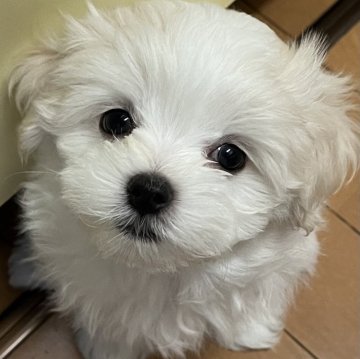 マルチーズ【滋賀県・男の子・2024年7月15日・ホワイト】の写真「末っ子くん🐶」