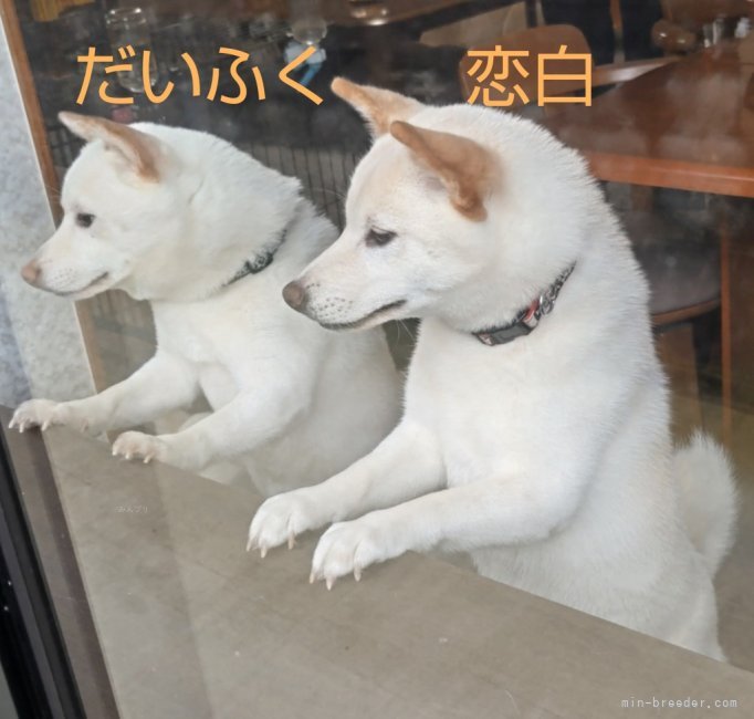 藤崎　秀徳(ふじさき　ひでのり)ブリーダー(熊本県・柴犬・日本犬保存会登録)の紹介写真5