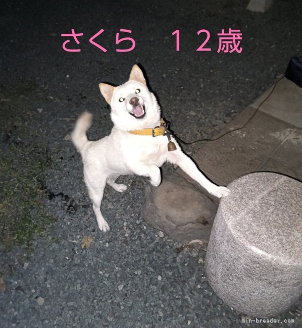 引退犬も居ます。触れ合い散歩も出来ます😀｜藤崎　秀徳(ふじさき　ひでのり)ブリーダー(熊本県・柴犬・日本犬保存会登録)の紹介写真7