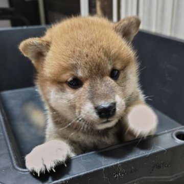 柴犬(標準サイズ)【熊本県・女の子・2024年10月19日・赤毛】の写真「コロコロかわいい女の子！」