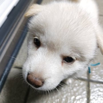 柴犬(標準サイズ)【熊本県・女の子・2024年10月19日・白毛】の写真「真っ白かわいい女の子！」