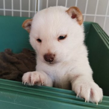 柴犬(標準サイズ)【熊本県・女の子・2024年12月22日・白】の写真「白柴両親から産まれた女の子、1/13現在700g。」