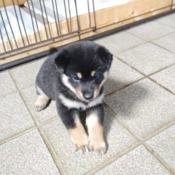 柴犬(標準サイズ)【熊本県・男の子・2024年6月20日・黒毛】の写真「四つ目胸白のきれいな黒柴長男」