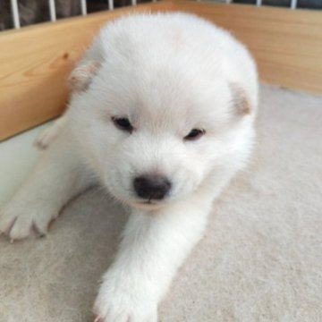 柴犬(標準サイズ)【熊本県・男の子・2024年3月21日・白】の写真「白柴両親から産まれた白柴」