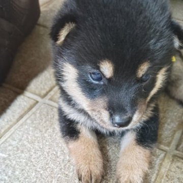 柴犬(標準サイズ)【熊本県・女の子・2024年6月20日・黒柴】の写真「ちょっと小さめ黒柴次女」