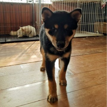 柴犬(標準サイズ)【熊本県・男の子・2024年6月20日・黒柴】の写真「イケメン黒柴」