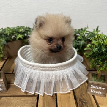 ウルフセーブルのポメラニアンの子犬を探す｜ブリーダー直販の子犬販売【みんなのブリーダー】