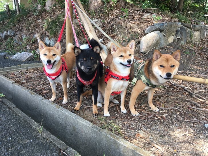 岡本　麗弘(おかもと　かずひろ)ブリーダー(奈良県・柴犬・日本豆柴犬協会登録)の紹介写真1