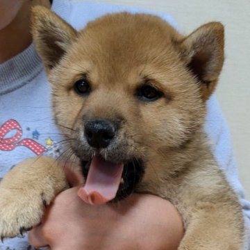 柴犬(豆柴)【奈良県・男の子・2024年11月16日・赤】の写真「少し困り顔の可愛い顔した男の子😊」