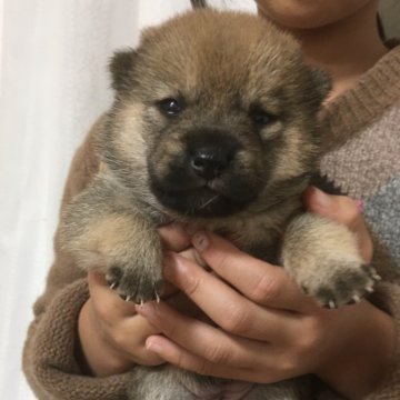 柴犬(豆柴)【奈良県・男の子・2024年11月16日・赤】の写真「丸々と太って可愛いぬいぐるみ😍」