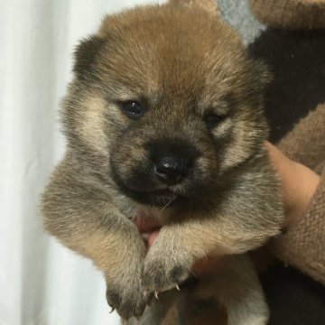 柴犬(豆柴)【奈良県・女の子・2024年11月16日・赤】の写真「トロンとした表情が可愛い女の子😍」