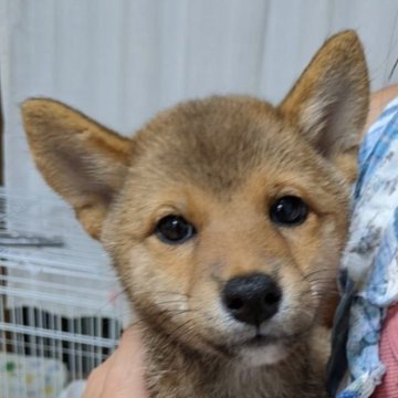 柴犬(豆柴)【奈良県・女の子・2024年6月11日・赤】の写真「毛並みの色味が良い可愛い娘😍」