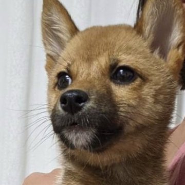 柴犬(豆柴)【奈良県・女の子・2024年5月12日・赤】の写真「あご下の白毛がチャームポイント、のんびり屋さん😊」