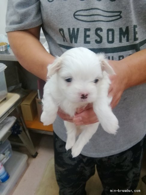 マルチーズ 千葉県 女の子 21年8月11日 ホワイト かわいい子達 みんなのブリーダー 子犬id 2109