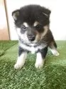 豆柴【三重県・男の子・2025年3月17日・黒色】の写真3