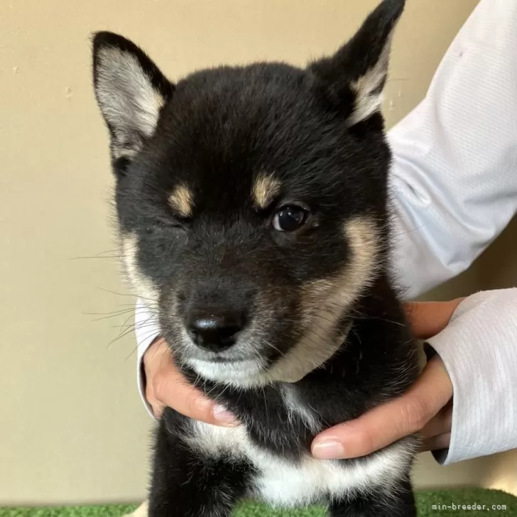 カルフ母 様のお迎えした子犬