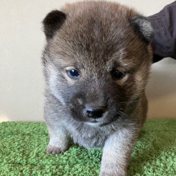 柴犬(標準サイズ)【三重県・女の子・2024年12月9日・赤色】の写真「黒っぽい色の赤の可愛らしい女の子です。」