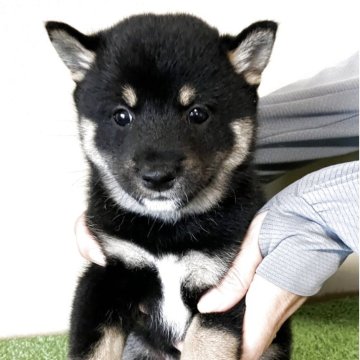 柴犬(豆柴)【三重県・男の子・2025年9月14日・黒色】の写真「しっかりした体つきで元気で可愛らしい男の子です。」