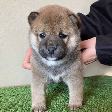 柴犬(標準サイズ)【三重県・男の子・2024年12月9日・赤色】の写真「しっかりした体つきでイケメンタイプです。」