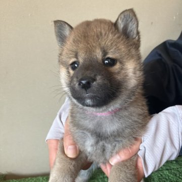 柴犬(標準サイズ)【三重県・女の子・2024年12月9日・赤色】の写真「小柄で可愛らしい女の子です。」