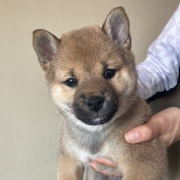 柴犬(標準サイズ)【三重県・女の子・2024年12月9日・赤色】の写真「おっとりした表情で可愛らしい女の子です。」