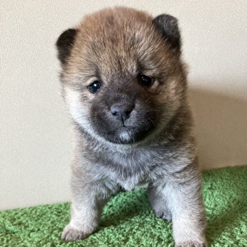 柴犬(標準サイズ)【三重県・女の子・2024年12月9日・赤色】の写真「小柄で可愛らしい女の子です。」